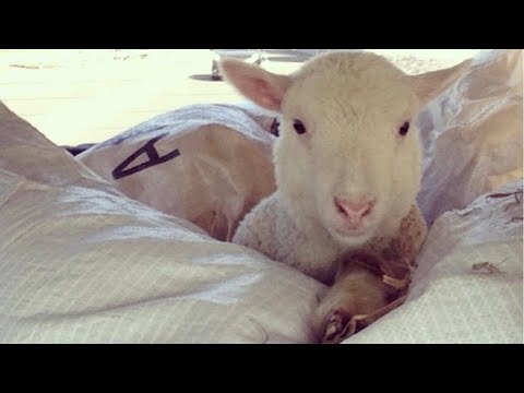 会社員でありながら趣味の羊飼いケンタローさん/Kindleでも出版し2部門で1位を獲得